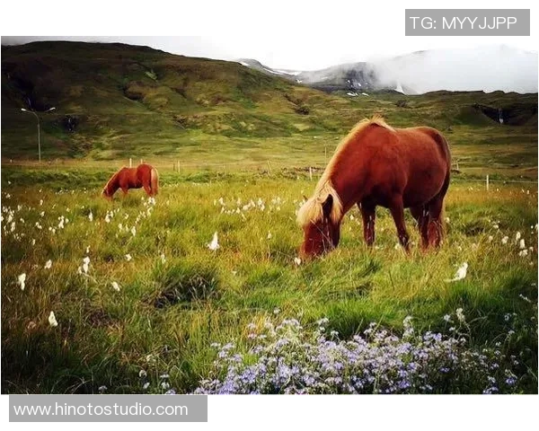 冰岛队因新冠赛事中断,重新组队再战赛场的背后故事